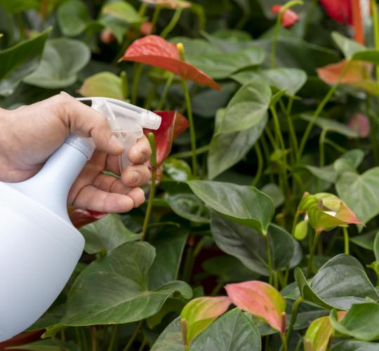 Maisto likučiai: kaip panaudoti sode?